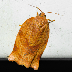 Choristoneura rosaceana