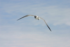Leucophaeus atricilla