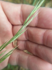 Bromus carinatus