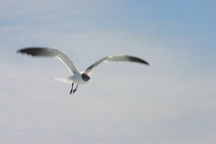Leucophaeus atricilla