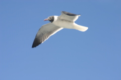 Leucophaeus atricilla