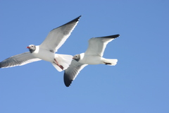 Leucophaeus atricilla