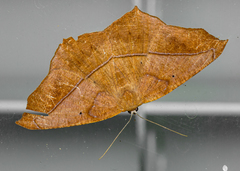 Prochoerodes lineola