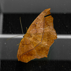 Prochoerodes lineola