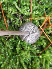 Entoloma hirtipes