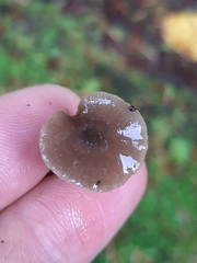 Entoloma hirtipes