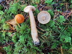 Lactarius luculentus