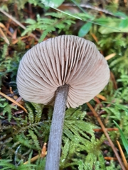Entoloma hirtipes