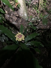Eupomatia bennettii