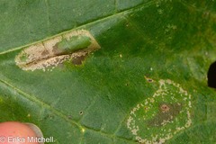 Phyllonorycter trinotella