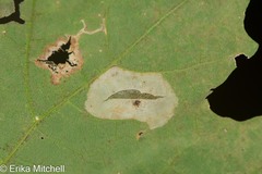Phyllonorycter trinotella