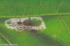 Phyllonorycter trinotella