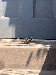 Passer domesticus