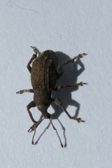 Irenimus parilis