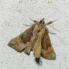 Hypena palparia