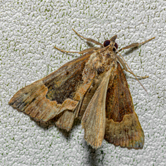 Hypena palparia