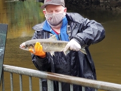 Oncorhynchus kisutch