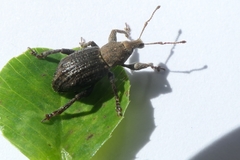 Irenimus parilis