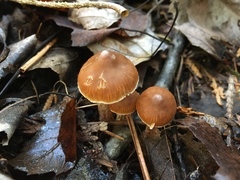 Cortinarius evernius