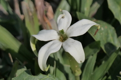 Jaborosa runcinata