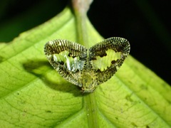 Ricanoptera fenestrata