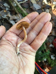 Cortinarius evernius