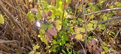 Angelica wheeleri