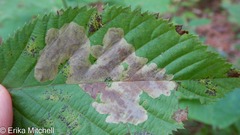 Cameraria ostryarella