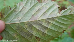 Cameraria ostryarella