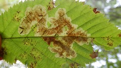 Cameraria ostryarella