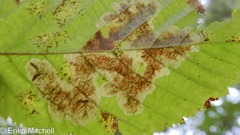 Cameraria ostryarella