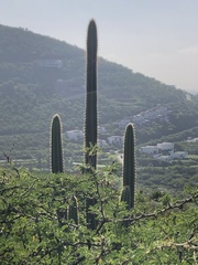 Cereeae