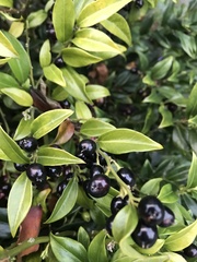Sarcococca