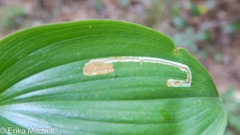 Liriomyza smilacinae