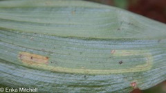 Liriomyza smilacinae