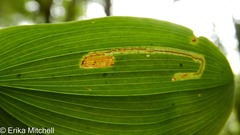 Liriomyza smilacinae