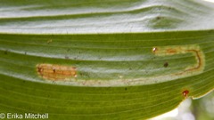 Liriomyza smilacinae