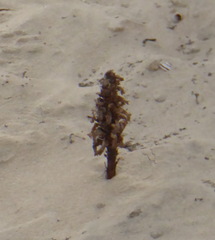 Orobanche crenata
