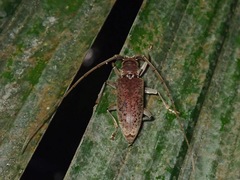 Acalolepta rusticatrix