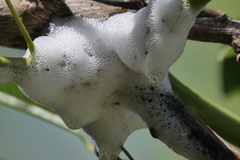 Cephisus siccifolius