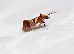Choristis discotypa