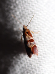 Choristis discotypa