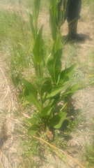 Rudbeckia texana