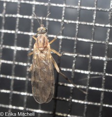 Sylvicola fenestralis
