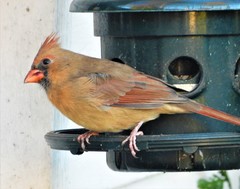 Cardinalis cardinalis