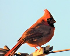 Cardinalis cardinalis