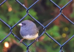 Junco hyemalis