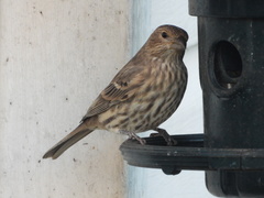 Haemorhous mexicanus