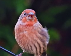 Haemorhous mexicanus