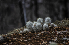 Mammillaria dixanthocentron
